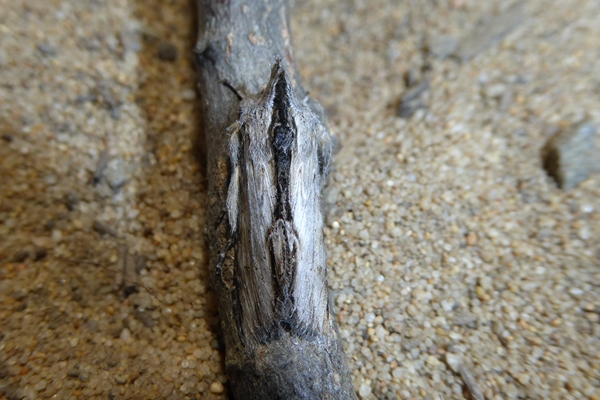 Cucullia (Shargacucullia) scrophulariphaga, Noctuidae